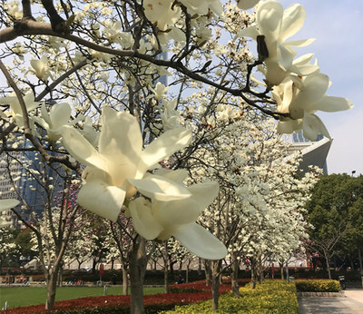 春暖花开，魔都游产品丰富多彩 入境旅游业务厚积薄发